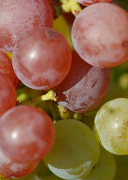 Traminer Farbmutation ANT 1223